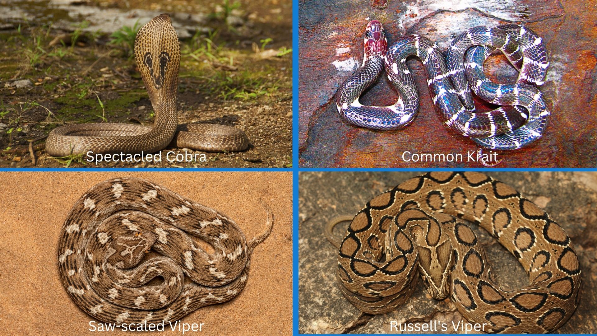 Age, not sex or location, determines venom yield of India's 'Big Four' snakes, shows study